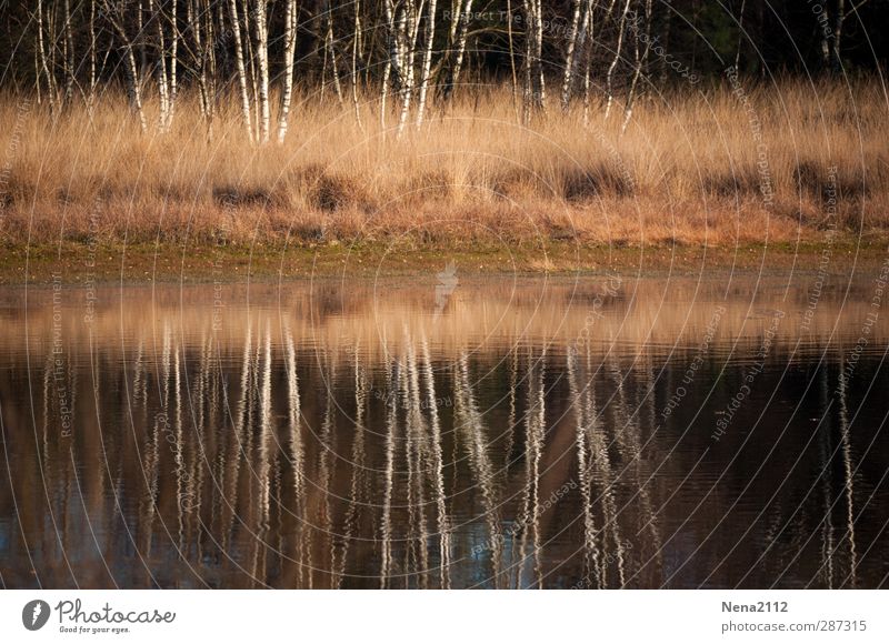 Birkenspiegel III Umwelt Natur Landschaft Wasser Herbst Winter Baum Sträucher Wiese Wald Seeufer Moor Teich Fluss Birkenwald Baumstamm Wasserspiegelung ruhig