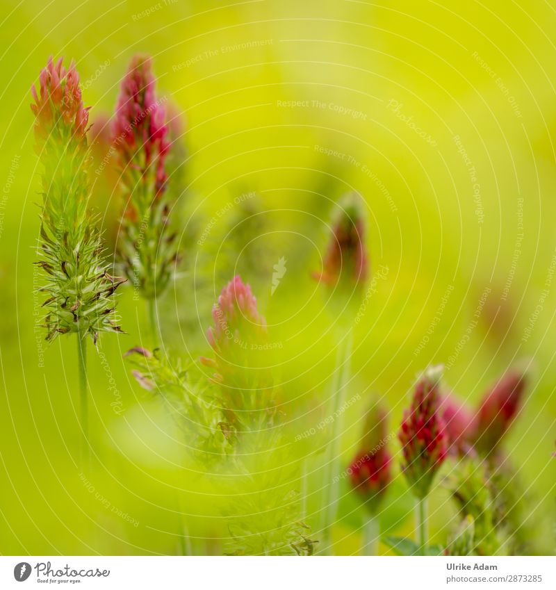 Kleeblüten - Natur Design schön Wellness harmonisch Spa Feste & Feiern Umwelt Pflanze Frühling Sommer Herbst Blüte Blühend leuchten hell saftig grün rot Farbe