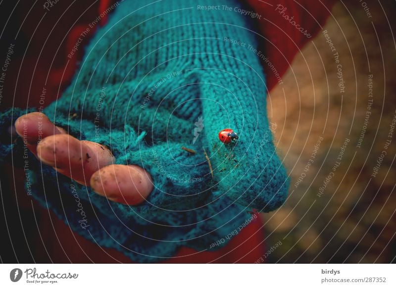 Schmutzige Kinderhand in einem blauem Stoffhandschuh ohne Finger mit einem Marienkäfer darauf Hand schmutzig Handschuhe Kindheit Kinderarmut Armut Fingerling