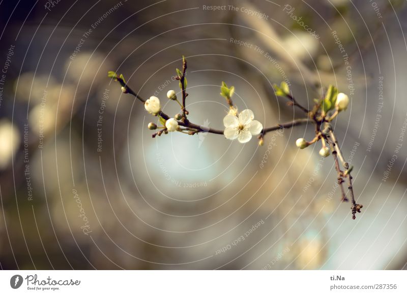 Happy Birthday Photocase! Frühling Pflanze Baum Sträucher Blatt Blüte Wildpflaume Kricke Pflaumenbaum Pflaumenblüte Garten Park Blühend Duft hell schön blau