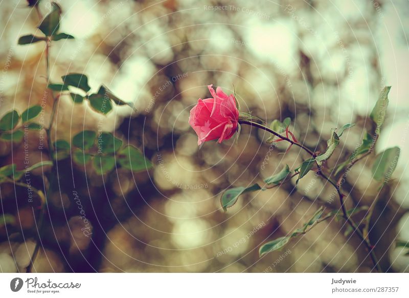 Herbstschönheit Umwelt Natur Pflanze Frühling Blume Rose Blüte Garten Park Blühend Wachstum ästhetisch Kitsch natürlich trist feminin grün rosa Gefühle Liebe