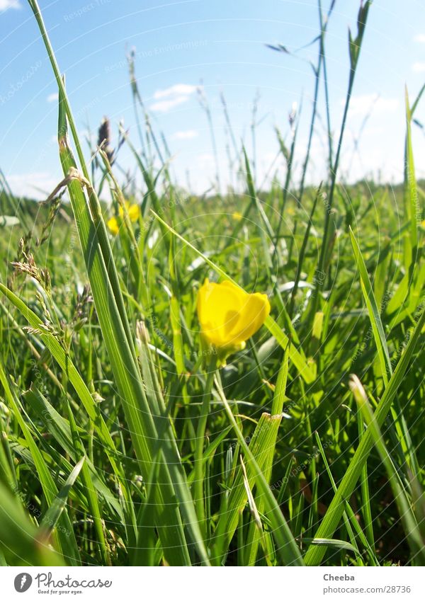 It's springtime... Wiese Gras Blume gelb Frühling Sommer Sonne Himmel