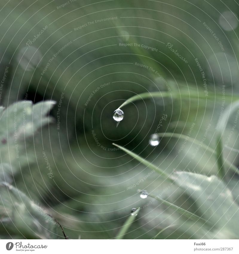 Happy Birthday Photocase /darauf einen guten Tropfen Lebensmittel Gesunde Ernährung Natur Wasser Wassertropfen Sommer Regen Moos Grünpflanze Halm Wiese