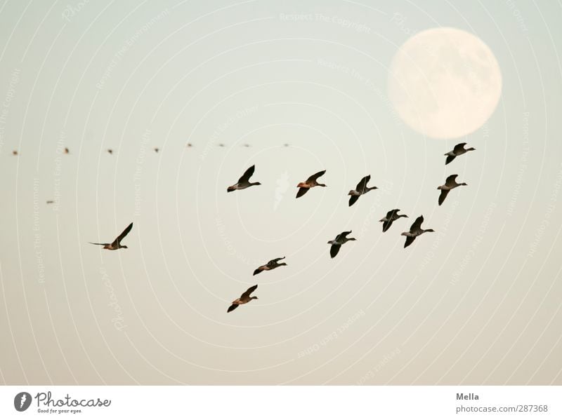 Happy Birthday, photocase! Umwelt Natur Tier Luft Mond Vollmond Wildtier Vogel Gans Wildgans Schwarm fliegen leuchten frei Zusammensein natürlich blau Freiheit