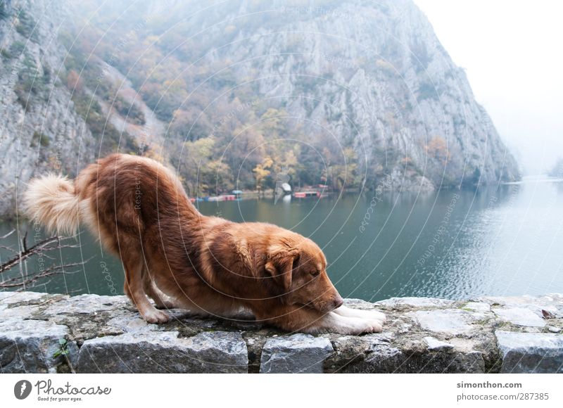 Hund Ferien & Urlaub & Reisen Ausflug Abenteuer Ferne Freiheit Städtereise Kreuzfahrt Berge u. Gebirge Umwelt Natur Herbst Winter Nebel Felsen Schlucht Seeufer