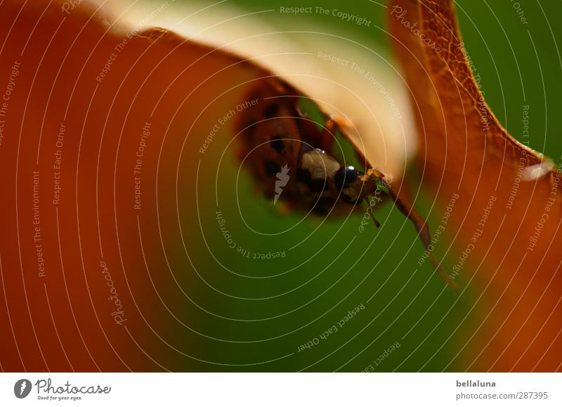 11 Jahre gut für die Augen! Umwelt Natur Pflanze Tier Wetter Schönes Wetter Gras Blatt Garten Park Wiese Wald Wildtier Käfer krabbeln sitzen braun grün rot