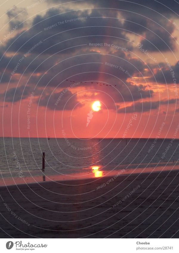 Sundown Strand Sonnenuntergang Meer rosa Wolken Vogel Niederlande Pfosten Sand