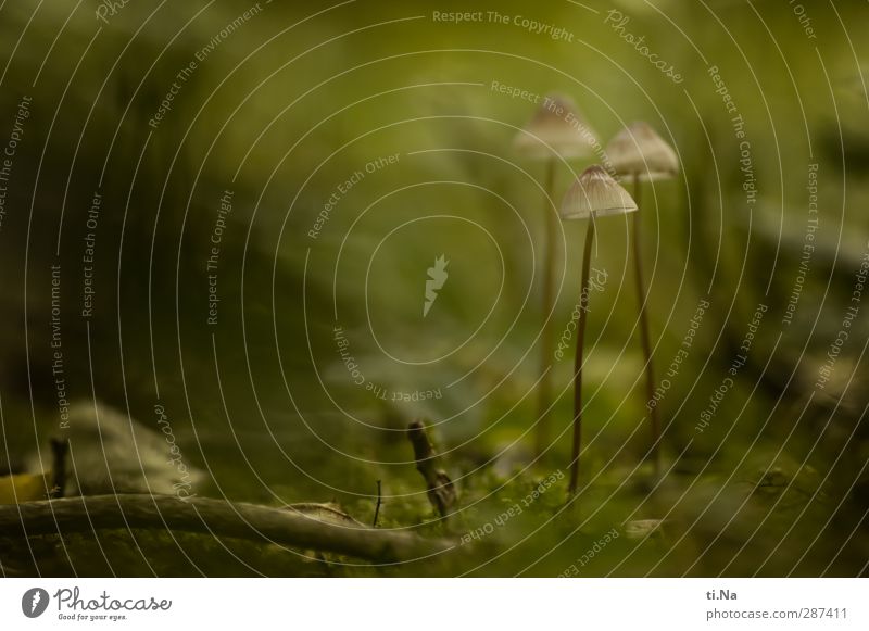 Die 3 Weisen aus dem Gartenland Pflanze Tier Erde Herbst Wildpflanze Pilz Pilzhut Wald Wachstum klein natürlich Stadt Gift Farbfoto Gedeckte Farben