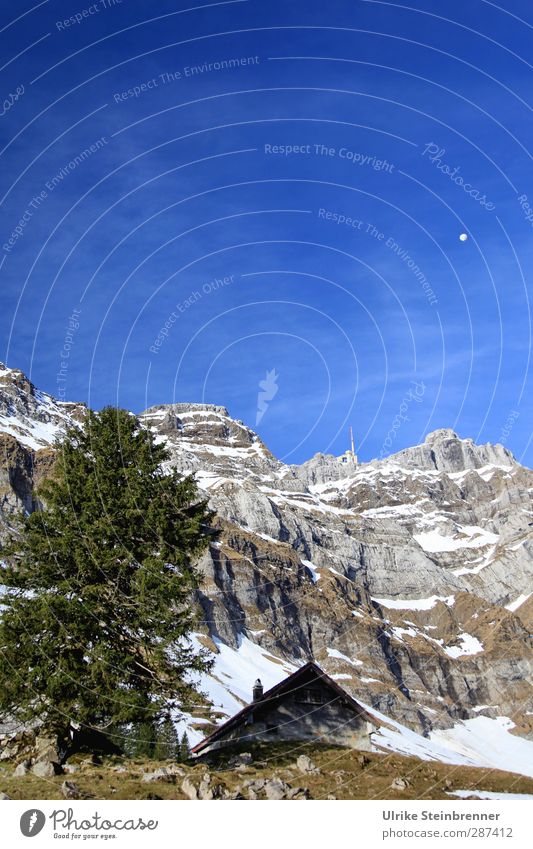 Der bleibt uns bis zum Frühling... Umwelt Natur Landschaft Pflanze Luft Himmel Schönes Wetter Schnee Baum Gras Tanne Felsen Alpen Berge u. Gebirge Säntis Gipfel