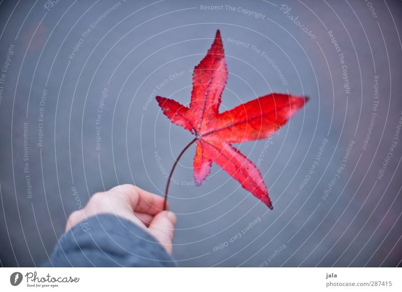 red leaf Hand Finger Natur Herbst Blatt Wildpflanze ästhetisch natürlich grau rot Ahornblatt Farbfoto Außenaufnahme Textfreiraum links Hintergrund neutral Tag