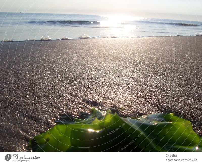 Rockanje Beach Strand Meer Algen Ebbe Niederlande Sand Sonne