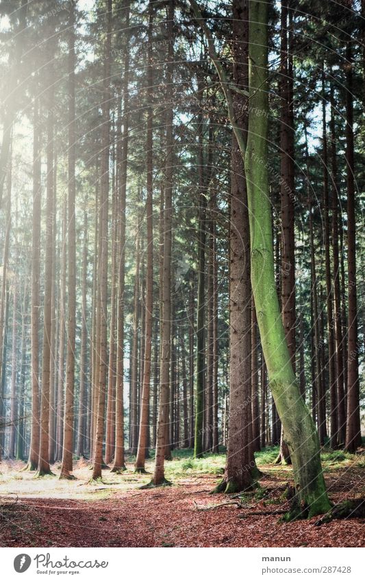 Wald Landwirtschaft Forstwirtschaft Natur Landschaft Frühling Herbst Schönes Wetter Baum Nadelwald natürlich Umweltschutz Farbfoto Gedeckte Farben Menschenleer