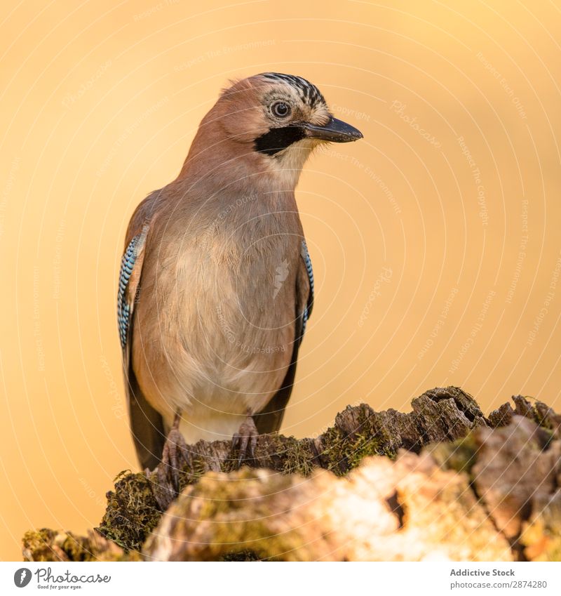 Wunderschöner Vogel auf Holzzweig Häher Zweig Ast Baum wunderbar Tierwelt Schnabel wild Natur Fauna Sommer Feder Tragfläche Schreibfeder Etage Freiheit sitzen