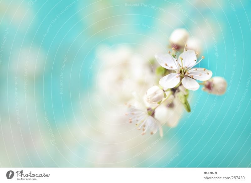 blaublütig Natur Frühling Pflanze Baum Blüte Kirschblüten Blühend fantastisch Fröhlichkeit frisch hell natürlich positiv schön weiß Frühlingsgefühle Farbfoto