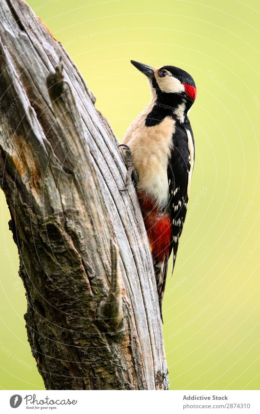 Wunderschöner Vogel auf Holz Specht Baum wunderbar Tierwelt Schnabel wild Natur Fauna Sommer Feder Tragfläche Schreibfeder Etage picus Freiheit sitzen geblümt