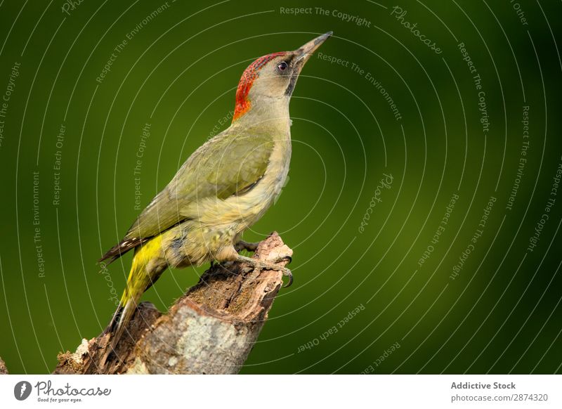 Wunderschöner grüner Vogel auf Holzast Specht Zweig Ast Baum wunderbar Tierwelt Schnabel wild Natur Fauna Sommer Feder Tragfläche Schreibfeder Etage picus