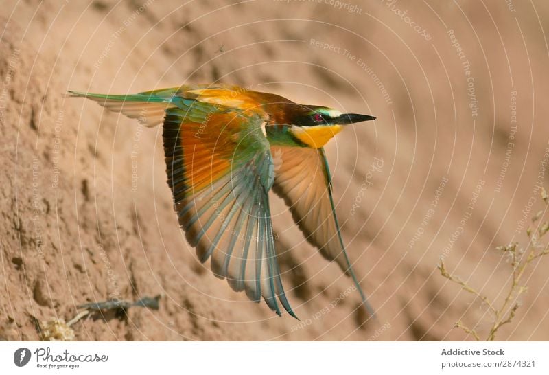 Wunderschöner, leuchtender Vogel in der Nähe von Steinen wild Bienenfresser hell fliegen Felsen mehrfarbig wunderbar Tierwelt Schnabel Natur Fauna Sommer Feder