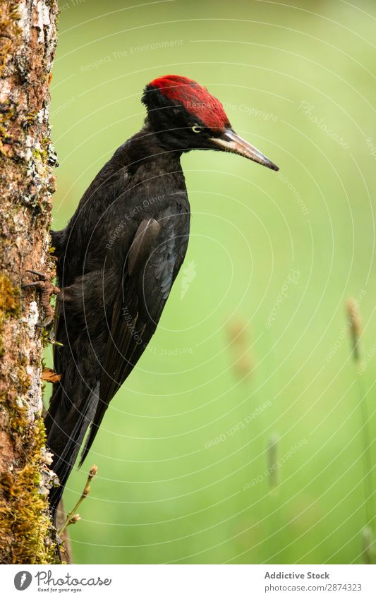 Wunderschöner Vogel auf Holz Specht Baum wunderbar Tierwelt Schnabel wild Natur Fauna Sommer Feder Tragfläche Schreibfeder Etage picus Freiheit sitzen geblümt