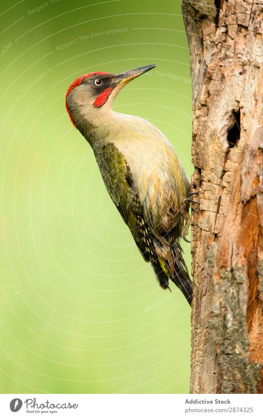 Wunderschöner grüner Vogel auf Holz Specht Baum wunderbar Tierwelt Schnabel wild Natur Fauna Sommer Feder Tragfläche Schreibfeder Etage picus Freiheit sitzen