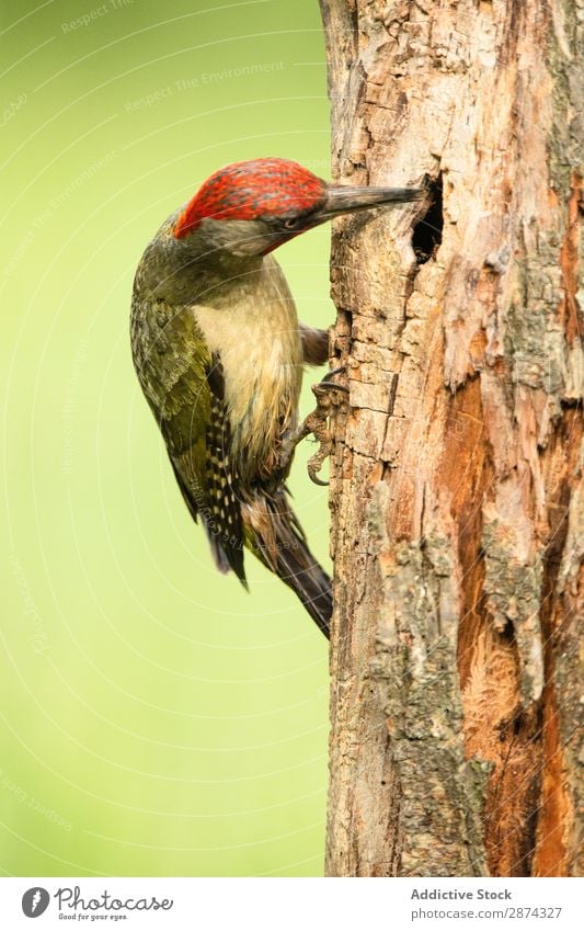 Wunderschöner grüner Vogel auf Holz Specht Baum wunderbar Tierwelt Schnabel wild Natur Fauna Sommer Feder Tragfläche Schreibfeder Etage picus Freiheit sitzen