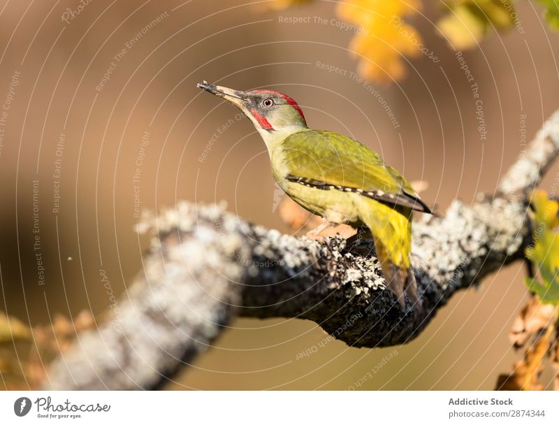 Wunderschöner grüner Vogel auf Holz Specht Baum wunderbar Tierwelt Schnabel wild Natur Fauna Sommer Feder Tragfläche Schreibfeder Etage picus Freiheit sitzen