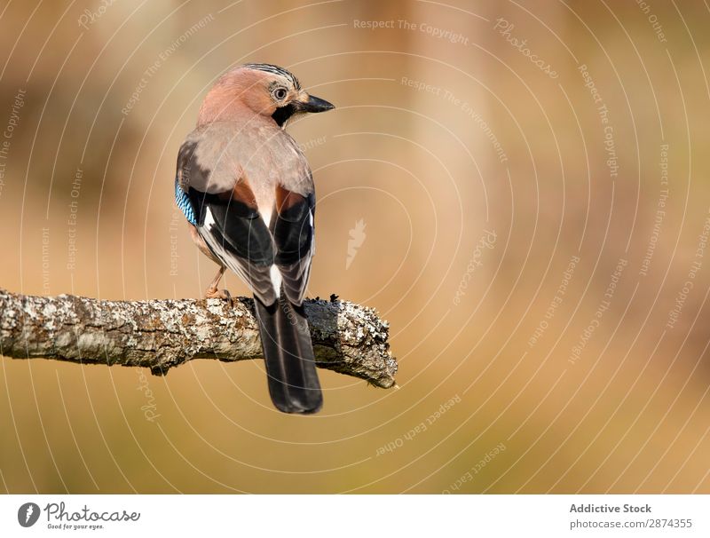 Wunderschöner Vogel auf Holzzweig Häher Zweig Ast Baum wunderbar Tierwelt Schnabel wild Natur Fauna Sommer Feder Tragfläche Schreibfeder Etage Freiheit sitzen