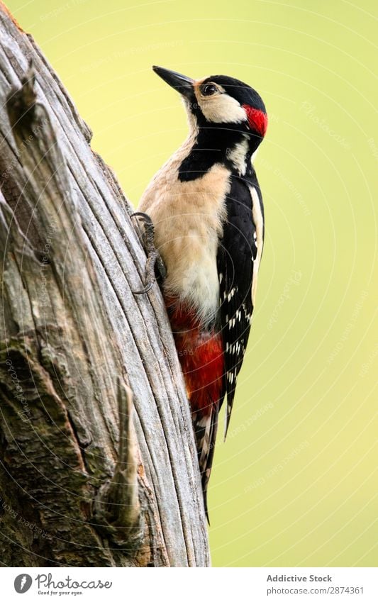 Wunderschöner Vogel auf Holz Specht Baum wunderbar Tierwelt Schnabel wild Natur Fauna Sommer Feder Tragfläche Schreibfeder Etage picus Freiheit sitzen geblümt