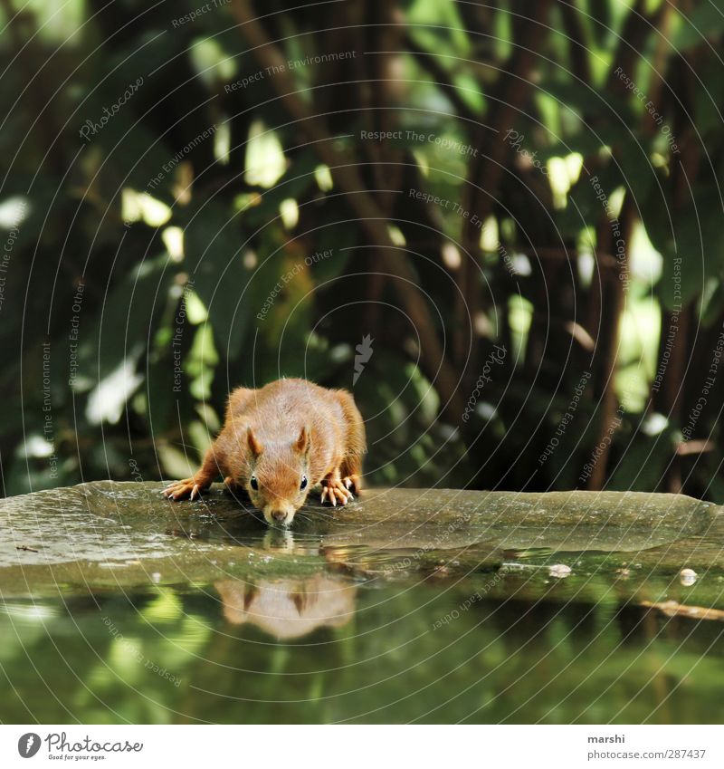 durstiges Hörnchen Natur Pflanze Tier Wildtier 1 braun grün Eichhörnchen Wasser Reflexion & Spiegelung Baum Fell klein schön Park Farbfoto Außenaufnahme