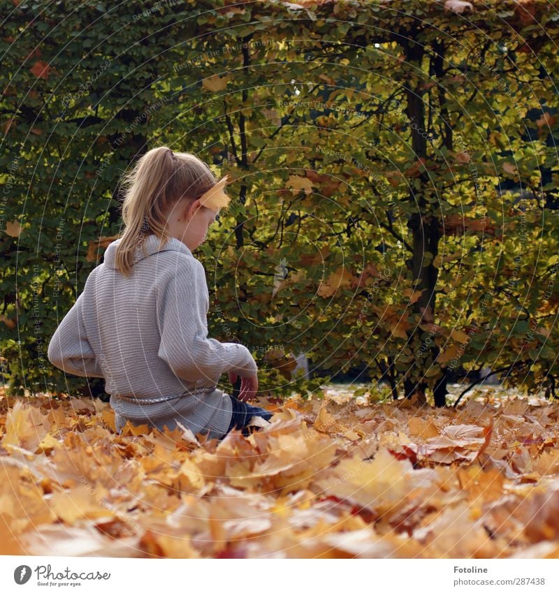 Herbstvergnügen Mensch feminin Kind Mädchen Kindheit Körper Haut Kopf Haare & Frisuren Gesicht Ohr Rücken Arme Hand Finger Umwelt Natur Pflanze Sträucher Blatt