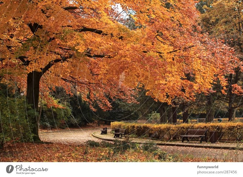 Richtig, Herbst. Spaziergang Spazierweg Pflanze Baum Blatt Buche Park Menschenleer Erholung fallen gehen genießen verblüht dehydrieren Wachstum warten alt