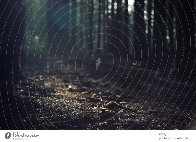 zuletzt Umwelt Natur Erde Winter Baum Wald dunkel gruselig Farbfoto Gedeckte Farben Außenaufnahme Detailaufnahme Menschenleer Abend Dämmerung Licht Schatten