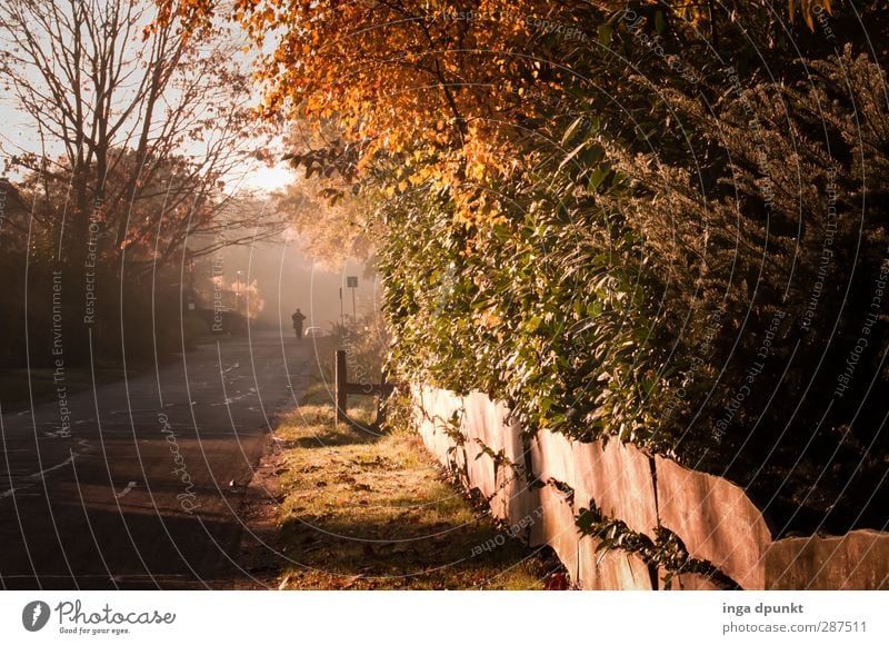 Herbstspaziergang Umwelt Natur Landschaft Luft Pflanze Baum Garten Wiese laufen Wege & Pfade Morgen Morgennebel Jahreszeiten Zaun Gartenzaun Straße Straßenbelag