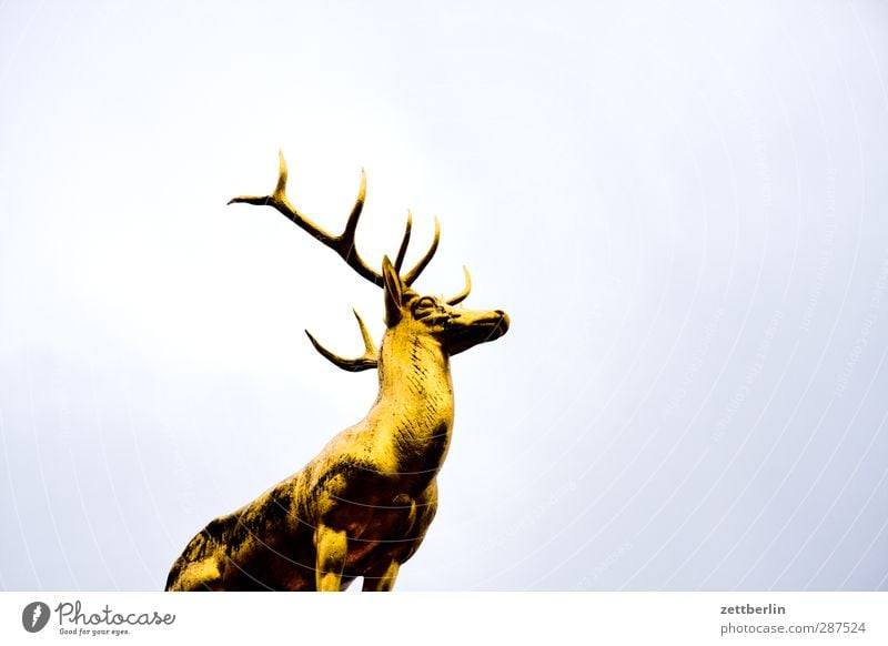 Hirsch Freizeit & Hobby Umwelt Natur Tier Garten Park Sehenswürdigkeit Wahrzeichen Denkmal Zoo 1 Ehrlichkeit Hirsche Gold Zwölfender Jagd Himmel (Jenseits)