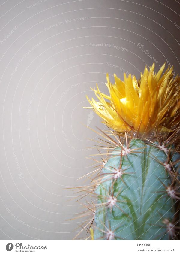 Kaktus rechts außen Blüte gelb Pflanze grün Hälfte Blume Stachel Spitze