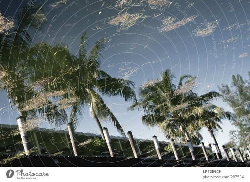 Floridanische Spiegelung. XXX Ferien & Urlaub & Reisen Tourismus Ausflug Ferne Sommerurlaub Umwelt Natur Wasser Schönes Wetter Palme Florida Keys USA Haus Hütte