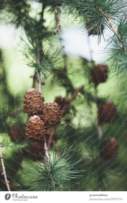 Kiefernzapfen und -zweige, immergrüne Pflanze. Leben Sommer Dekoration & Verzierung Umwelt Natur Baum Wald frisch nachhaltig natürlich braun Ast schließen