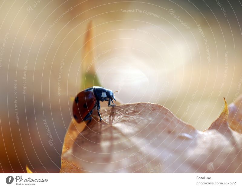 Noch ein wenig Glück! Umwelt Natur Pflanze Tier Herbst Schönes Wetter Blatt Käfer 1 ästhetisch frei hell klein nah natürlich rot schwarz Marienkäfer Punkt