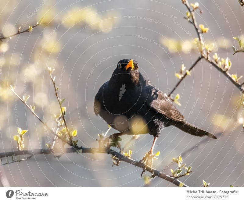 Skeptischer Blick, Amsel Natur Tier Himmel Schönes Wetter Baum Blatt Zweige u. Äste Wildtier Vogel Tiergesicht Flügel Krallen Schnabel Auge Feder gefiedert 1