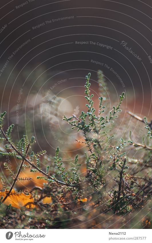 Heidekraut vs. Herbst Umwelt Natur Landschaft Pflanze Gras Sträucher Blatt Wildpflanze Wiese klein braun gelb grün Heidekrautgewächse Tag Farbfoto Außenaufnahme