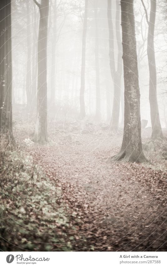 silent winter Umwelt Natur Landschaft Pflanze Winter Wald Nebel schlechtes Wetter ruhig hell Blatt Gedeckte Farben Außenaufnahme Menschenleer Textfreiraum unten