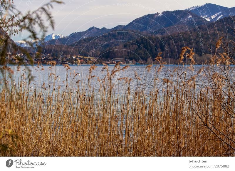 Gebirgssee, Schilf, Berge Tourismus Ausflug Berge u. Gebirge wandern Frühling Herbst Pflanze Wald Hügel Alpen Seeufer Einsamkeit Ferien & Urlaub & Reisen Glaube