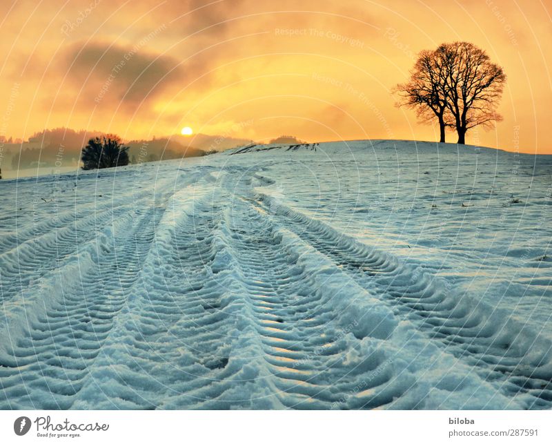 Spuren im Schnee Landschaft Pflanze Sonnenaufgang Sonnenuntergang Winter Baum Feld Gefühle Stimmung Glück Hoffnung Schneefall Traktorspur Farbfoto Außenaufnahme