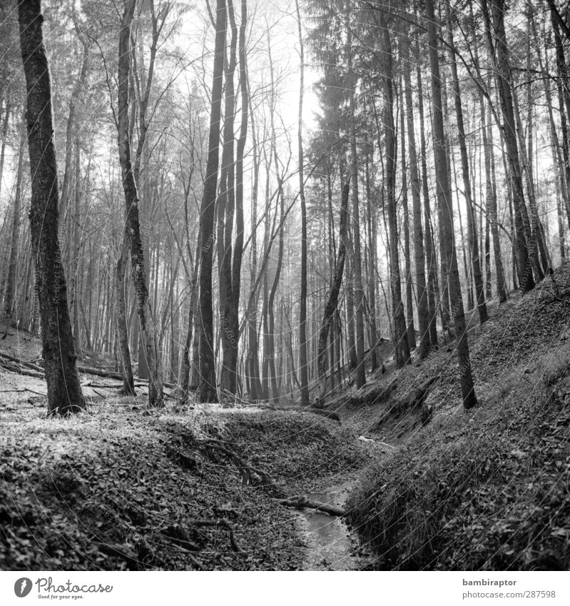 Vor 9 Monaten ruhig Winter Umwelt Natur Landschaft Erde Schnee Baum Wald hell kalt Ast dünn Naturwuchs Schwarzweißfoto Außenaufnahme Menschenleer Tag Licht