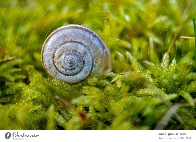 weiße Schnecke auf dem Boden Riesenglanzschnecke Tier Wanze Insekt klein Panzer Spirale Natur Pflanze Garten Außenaufnahme zerbrechlich niedlich