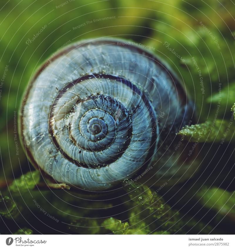 weiße Schnecke auf dem Boden Riesenglanzschnecke Tier Wanze Insekt klein Panzer Spirale Natur Pflanze Garten Außenaufnahme zerbrechlich niedlich