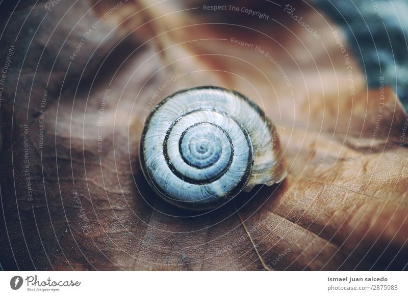 Schnecke in der Natur Riesenglanzschnecke Tier Wanze weiß Insekt klein Panzer Spirale Pflanze Garten Außenaufnahme zerbrechlich niedlich Beautyfotografie