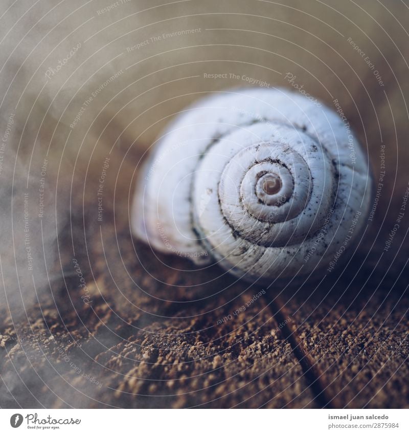 Schnecke in der Natur Riesenglanzschnecke Tier Wanze weiß Insekt klein Panzer Spirale Pflanze Garten Außenaufnahme zerbrechlich niedlich Beautyfotografie