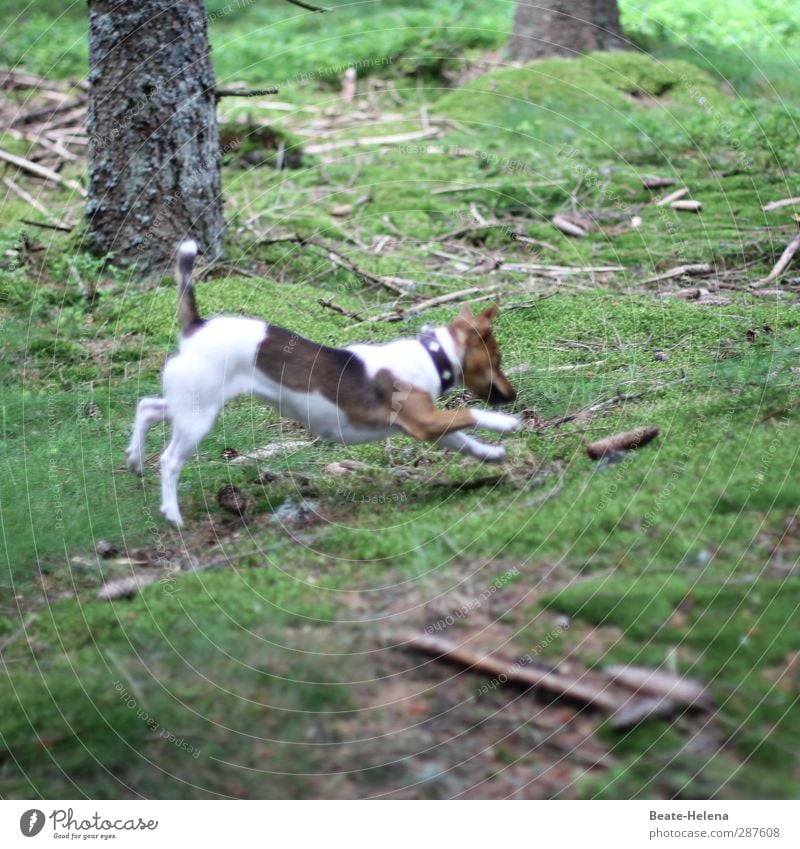 Das hat Hand und Fuß | Meine Pfötchen zeig' ich gerne her Freizeit & Hobby Spielen Fitness Sport-Training Natur Landschaft Sommer Schönes Wetter Baum Moos Wald