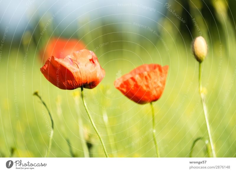 Noch mehr Mohn am Dienstag Natur Pflanze Sommer Schönes Wetter Blüte Nutzpflanze Feld Blühend mehrfarbig grau grün rot Mohnblüte Feldrand Querformat Nahaufnahme