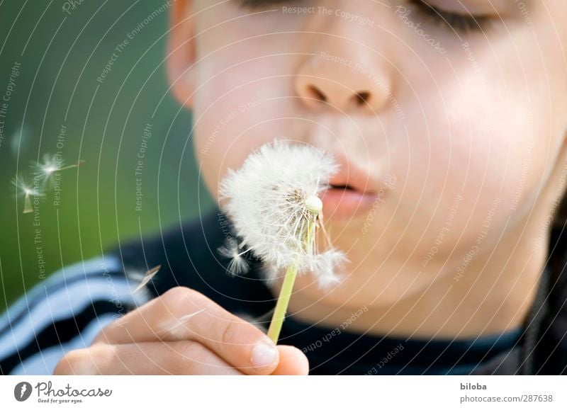 Das hat hand und Fuß Kind Kindheit Gesicht 1 Mensch 3-8 Jahre grün schwarz weiß Freude blasen Löwenzahn Hand Mund Farbfoto Tag Unschärfe Schwache Tiefenschärfe